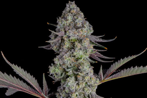 candy bezels strain plant by compound genetics