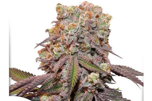 candy bubatz xl auto strain plant by dutch passion