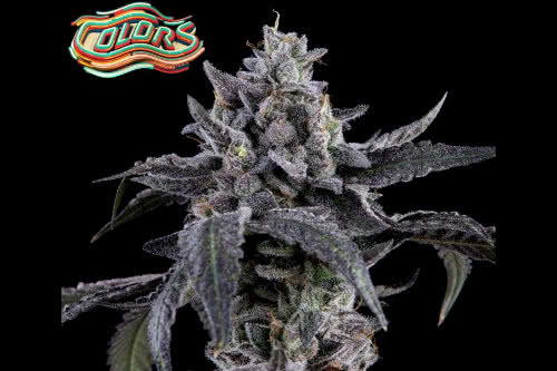 candy juice strain plant from colors by cultivar