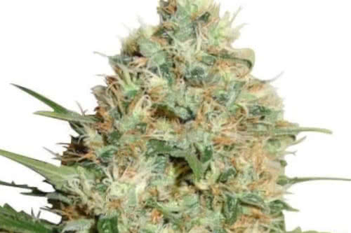 candy kush fem by ILGM