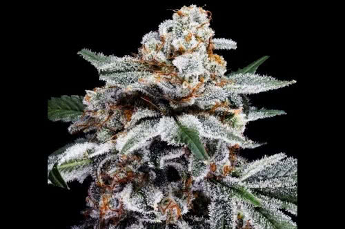 canelo auto strain plant by dna genetics