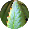 cannabis fertilizer burn icon