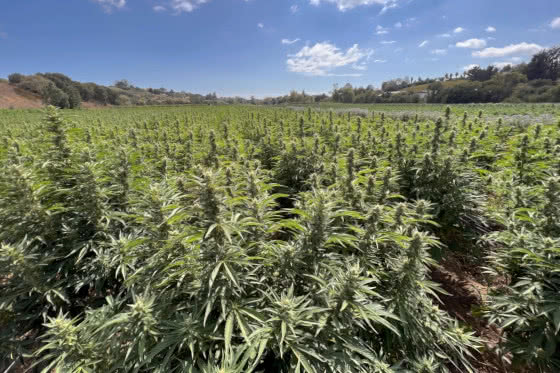 cannabis field plantation outdoors