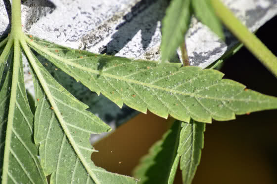 cannabis leaf spider mites pest damage
