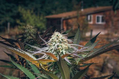 cannabis flowering outdoors by cabin