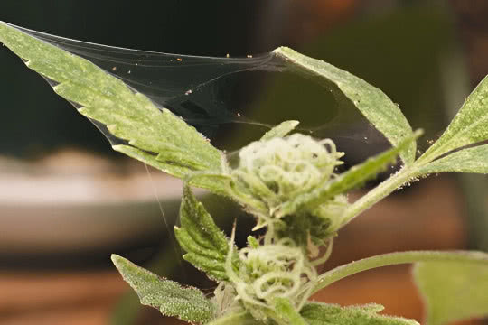 cannabis plant bud damage spider mites