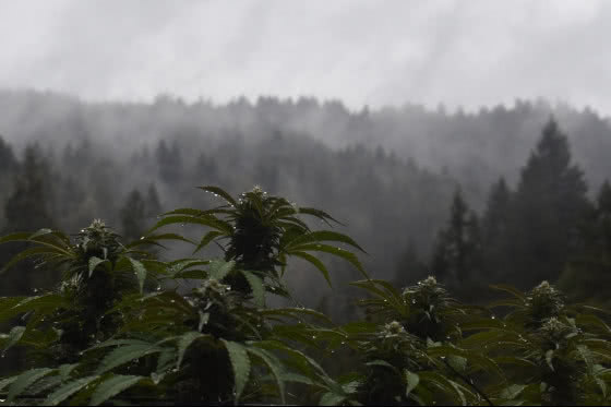 cannabis plant growing outdoors in foggy mountains