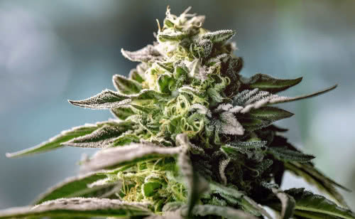 cannabis plant ready for harvest, bud closeup