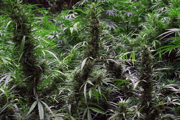 large cannabis plants budding outdoors