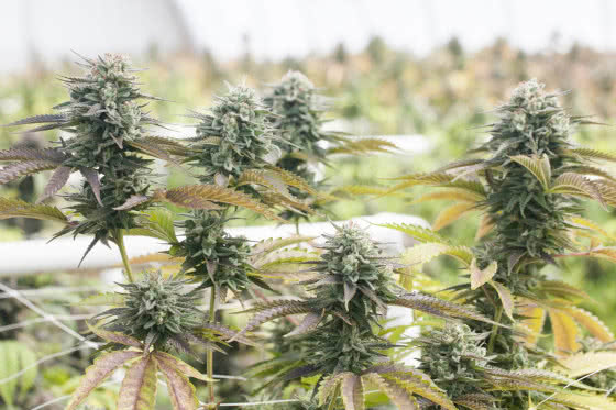 cannabis plants in commercial greenhouse, flushed buds fading color