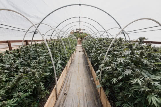 cannabis plants growing in hoop house greenhouse