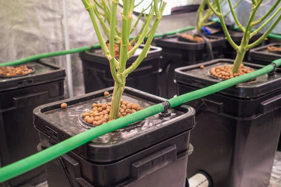 cannabis plants pots in indoor hydroponic system