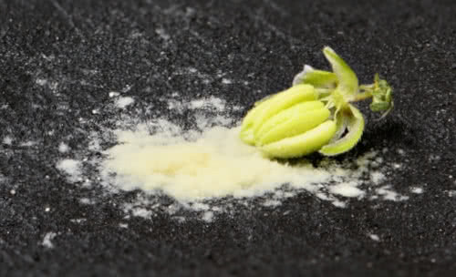 cannabis pollen from male flower