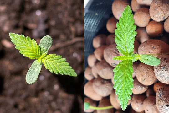 cannabis seedlings, soil vs hydro side by side