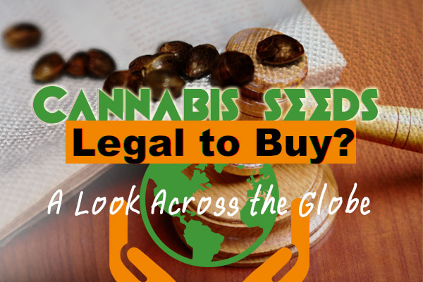 Cannabis Seeds – Legal To Buy? A Look Across the Globe