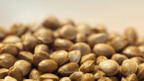 cannabis seeds macro closeup