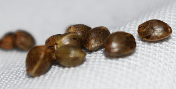 cannabis seeds white background