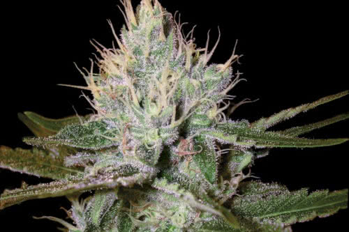 cannalope haze strain by dna genetics