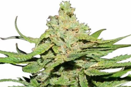 cannatonic medical strain by ilgm