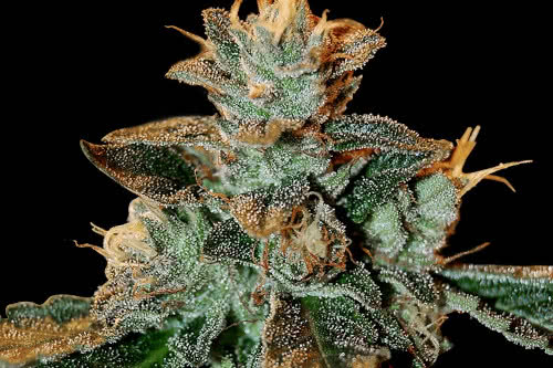 cataract kush strain by dna genetics