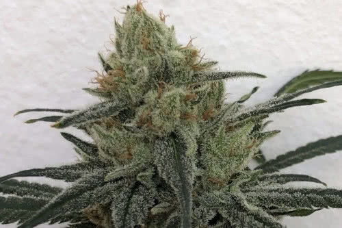 cbd 1 strain plant by ace seeds