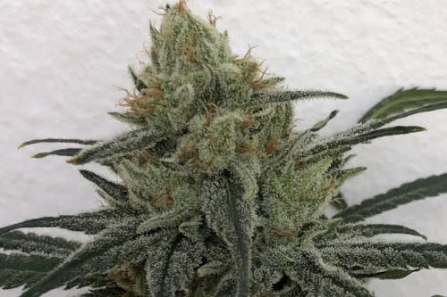 cbd 1 low thc strain