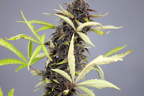 cbd 30 1 auto by medical marijuana genetics