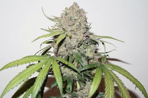 cbd charlottes angel strain plant by dutch passion