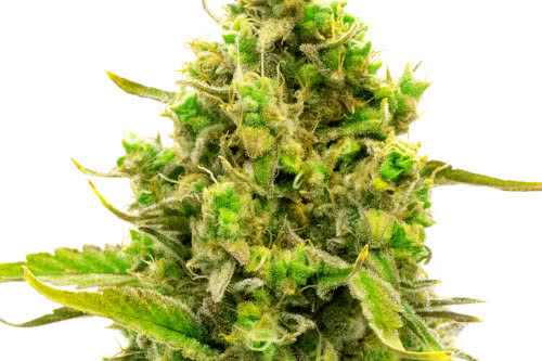 cbd cheese auto strain plant by homegrown cannabis