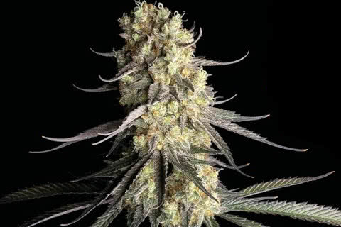 cbd cream and cheese indica strain plant by seedsman