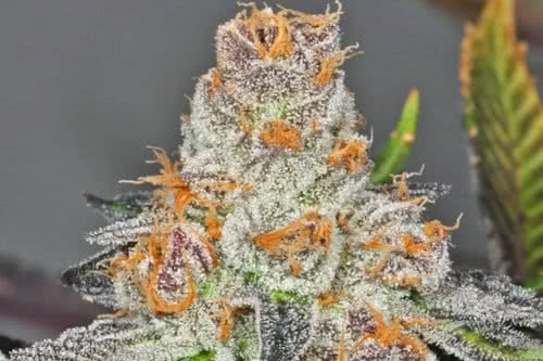 cbd girl scout cookies strain plant by blimburn