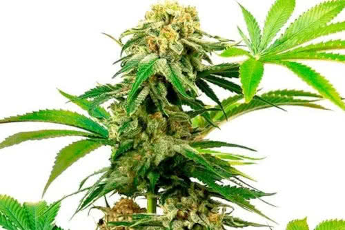 cbd harlequin strain plant by blimburn