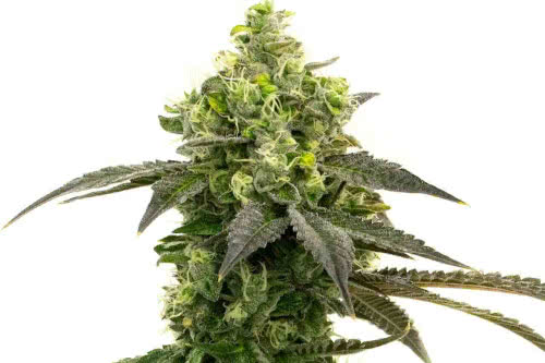 cbd haze auto low thc strain