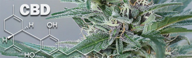 cbd cannabis figure