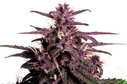 cbd purple auto strain plant by blimburn