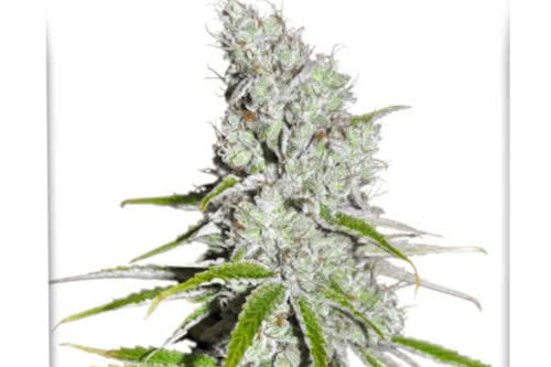 cbd skunk haze low thc strain