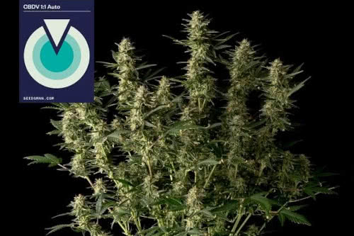 cbdv 1 to 1 auto low thc strain