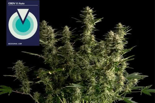 cbdv 1 to 1 auto medical strain by seedsman