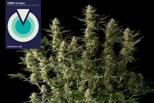 cbdv 1 to 1 auto strain by seedsman