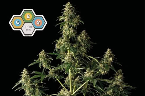 cbg relief auto low thc strain