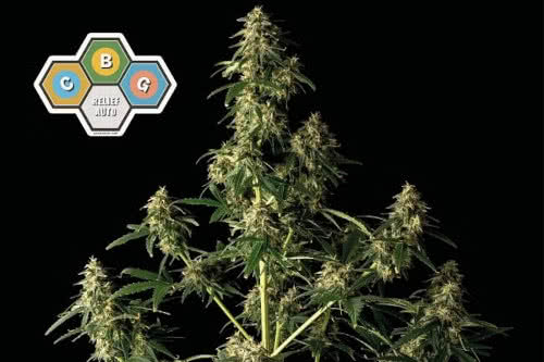 cbg relief strain by seedsman