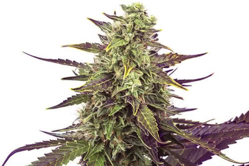 cereal milk strain plant by royal queen seeds