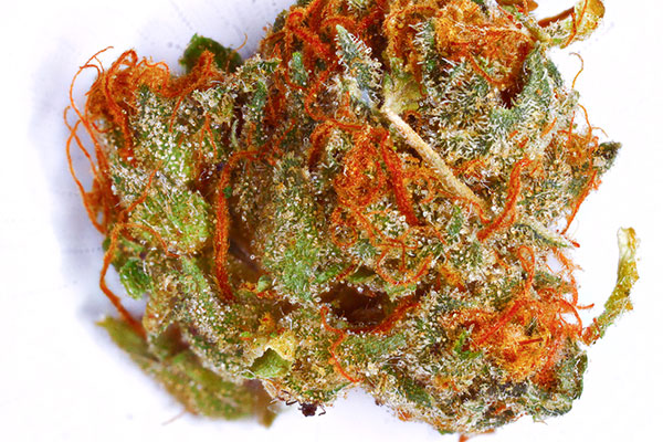 Charlie Sheen weed strain haha