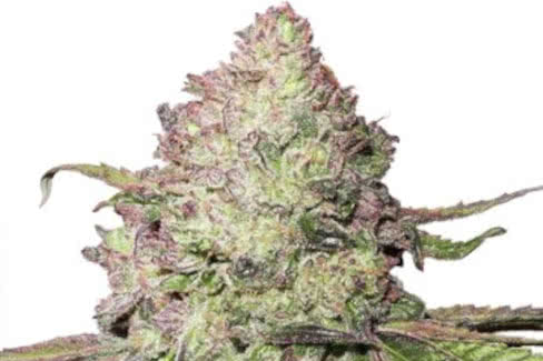 charlottes angel cbd auto cannabis plant by dutch passion