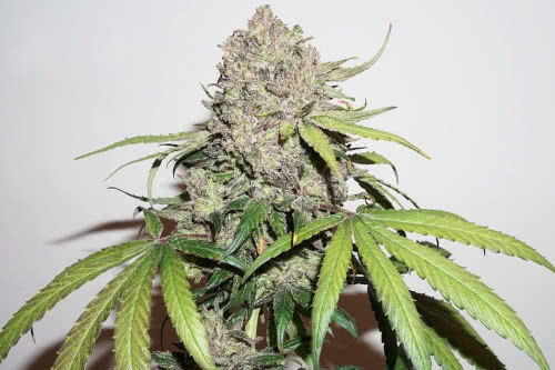 charlottes angel cbd medical strain by dutch passion