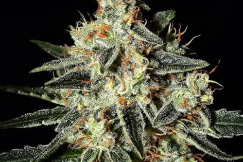 cheese strain by greenhouse seed co