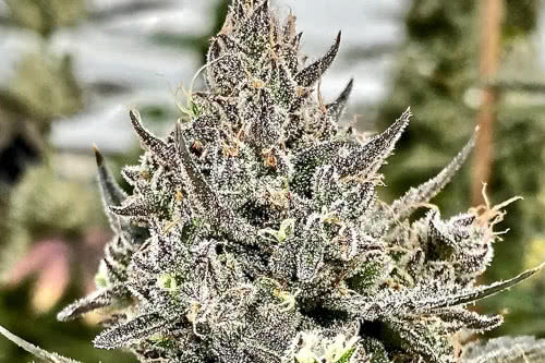 cheetah the hut strain plant by atlas seed