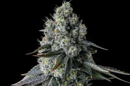 chem 51 strain plant by compound genetics