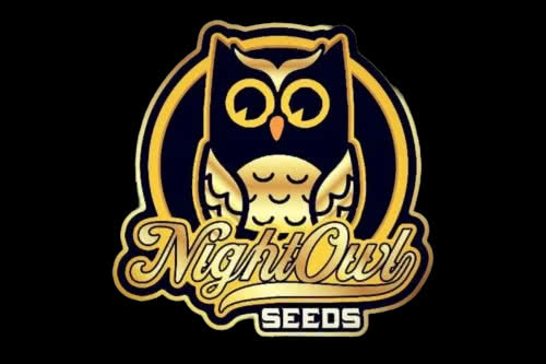 chem n kush auto strain by night owl seeds