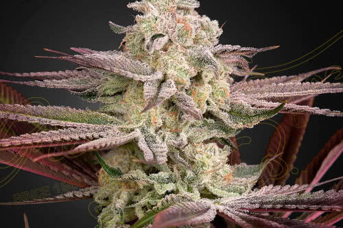 chemical bride by greenhouse seed co